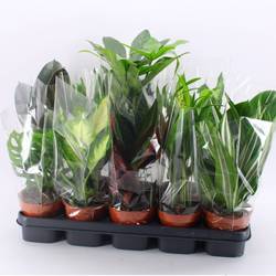 Grünpflanzen mix M-10 T12 H45