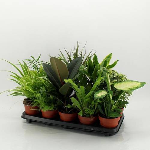 Grünpflanzen mix M-10 T12 H45