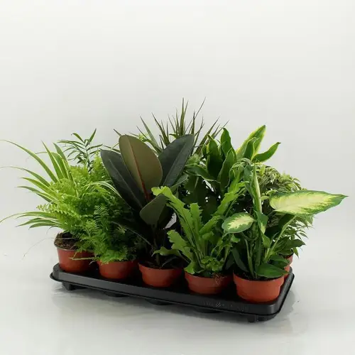 Grünpflanzen mix M-10 T12 H45