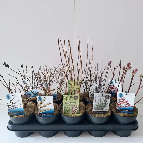 Salix Strauch mix T12 H035