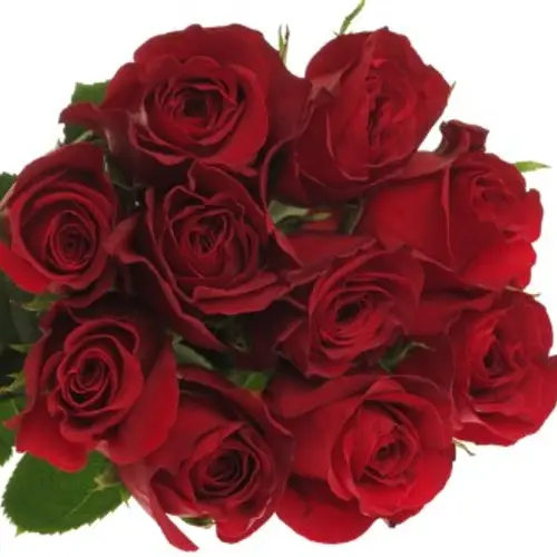 Rose rot Freedom 50cm