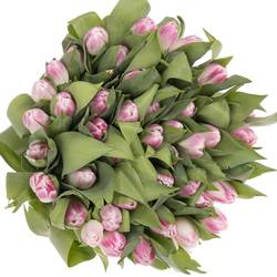Tulpe rosa Florence 44 Gramm