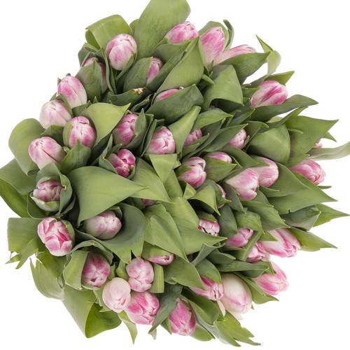 Tulpe rosa Florence 44 Gramm