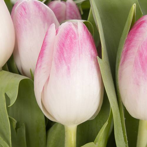 Tulpe rosa Florence 44 Gramm