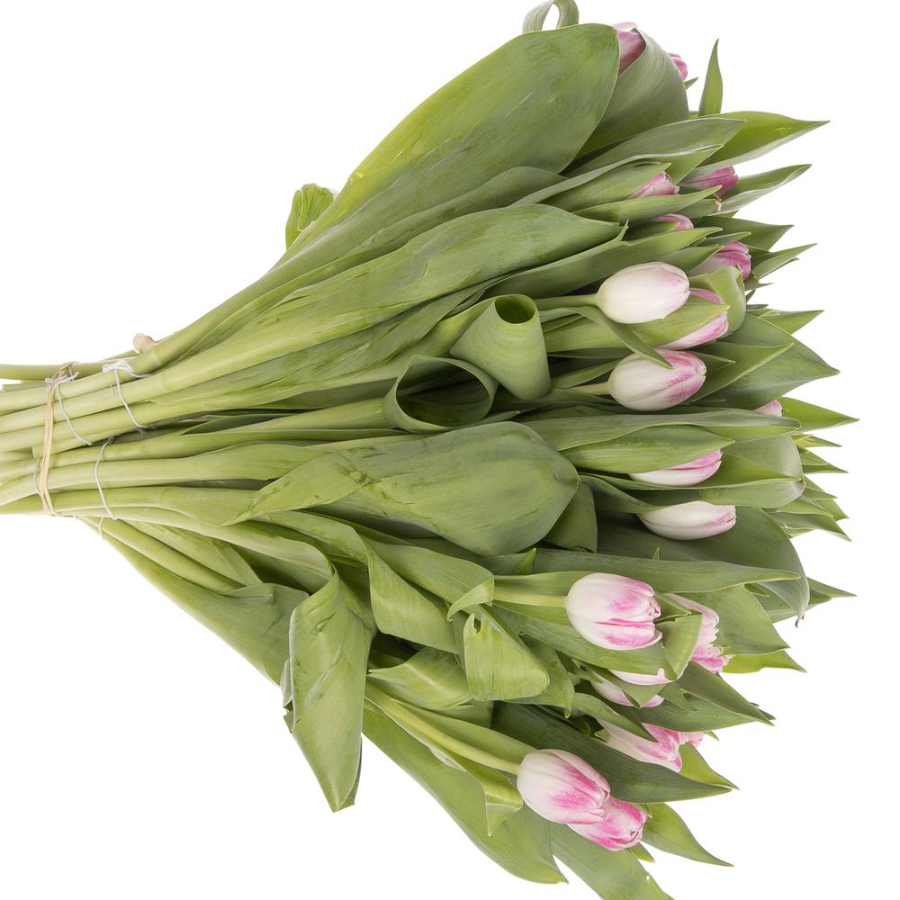 Tulpe rosa Florence 44 Gramm