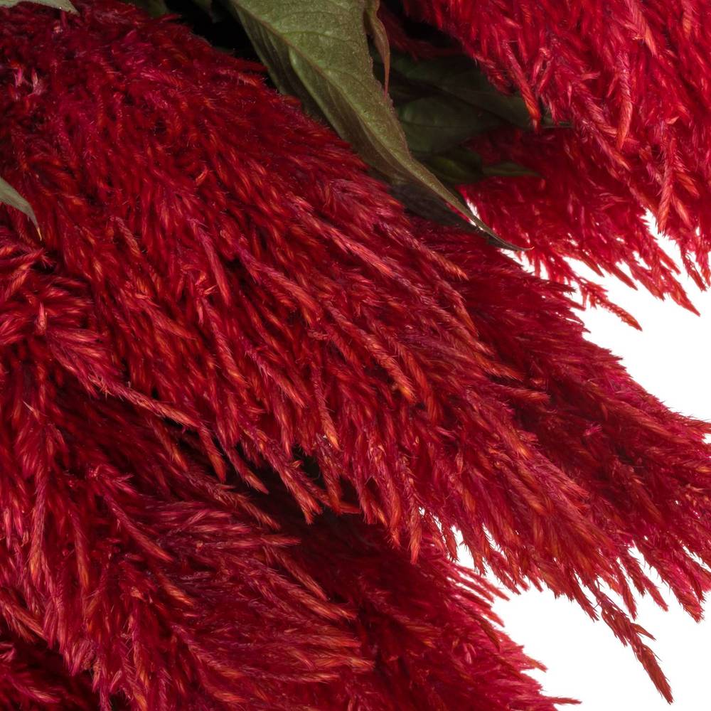 Celosia rot 60cm