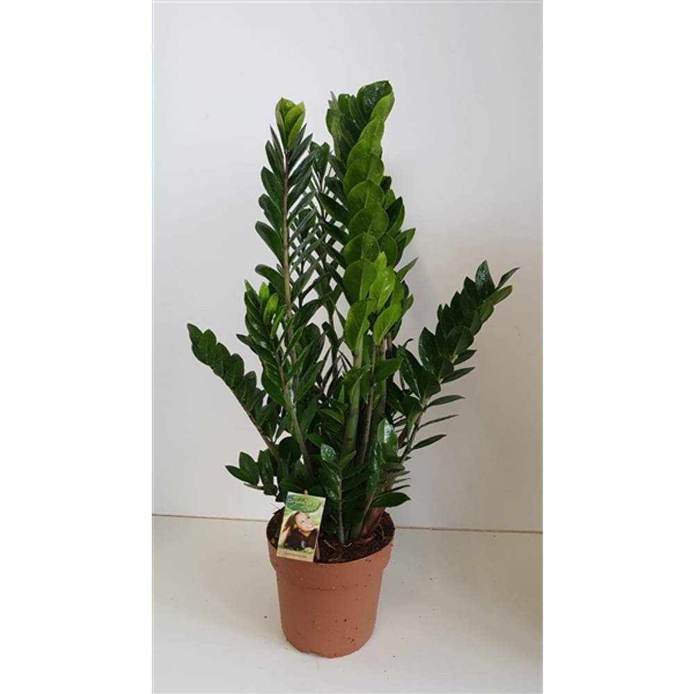 Zamioculcas      T24 H85