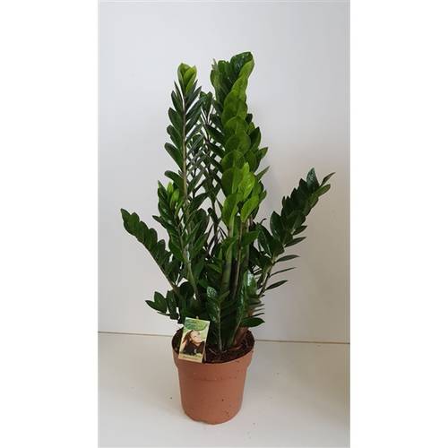 Zamioculcas      T24 H85