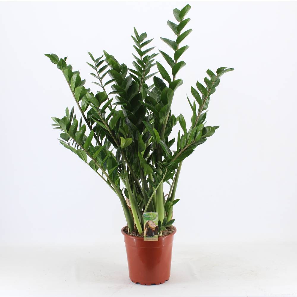 Zamioculcas      T24 H85