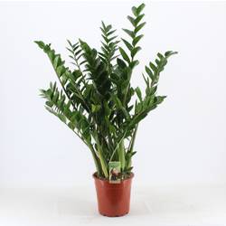Zamioculcas      T24 H85