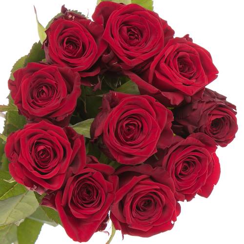 Rose rot Red Naomi (Porta Nova) Unica 40cm