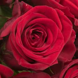 Rose rot Red Naomi (Porta Nova) Unica 40cm