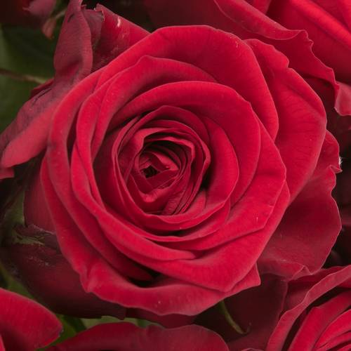 Rose rot Red Naomi (Porta Nova) Unica 40cm