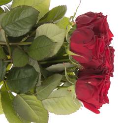 Rose rot Red Naomi (Porta Nova) Unica 40cm