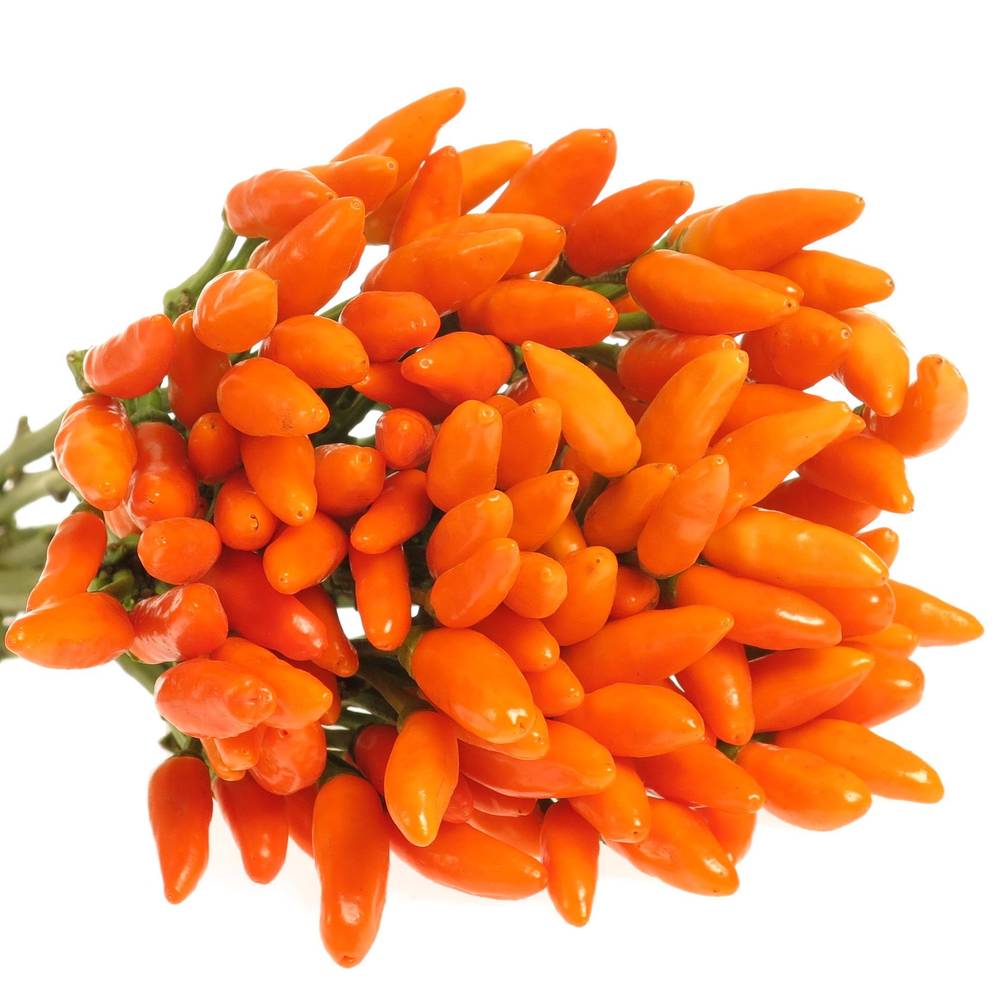 Zierpfeffer orange 45cm