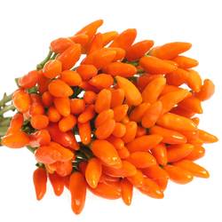 Zierpfeffer orange 45cm