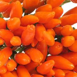 Zierpfeffer orange 45cm