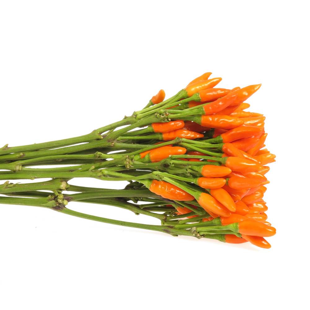 Zierpfeffer orange 45cm