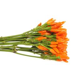 Zierpfeffer orange 45cm