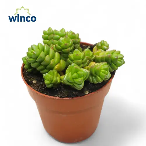 Crassula Columnel T8 H10