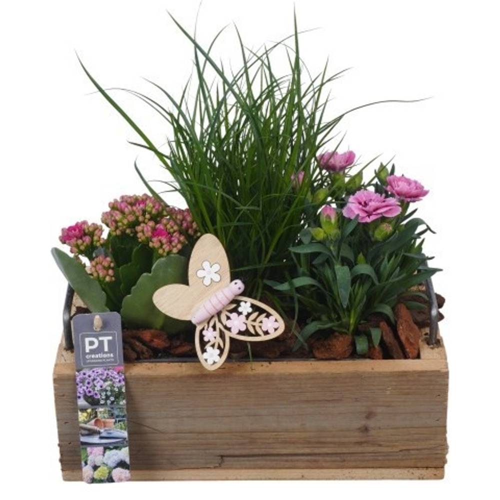 Garten.Arr PTPP7052 T25 H027