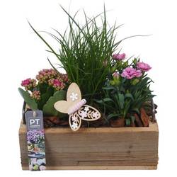 Garten.Arr PTPP7052 T25 H027