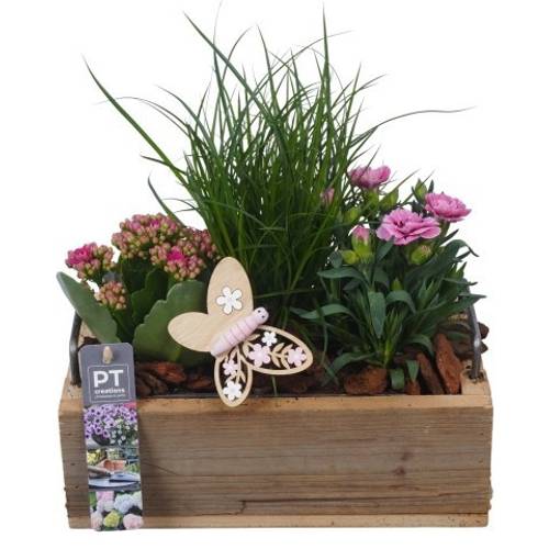 Garten.Arr PTPP7052 T25 H027