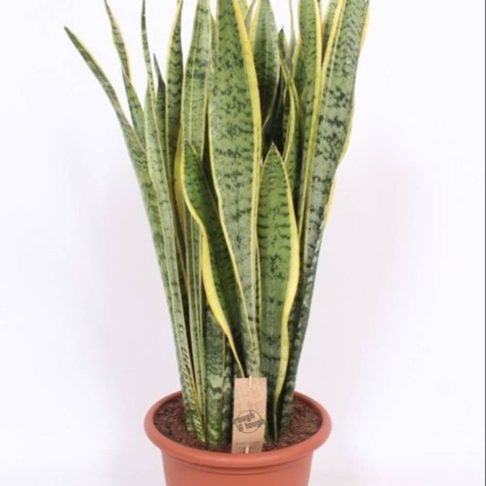 Sanseveria Laurentii T30 H085