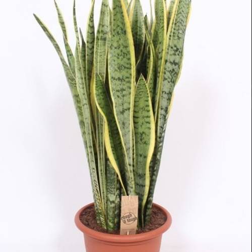 Sanseveria Laurentii T30 H085
