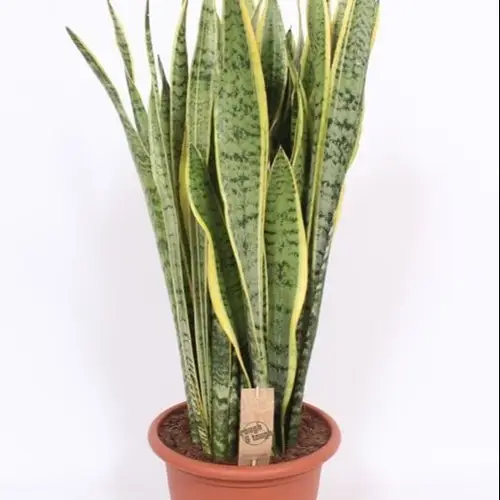 Sanseveria Laurentii T30 H085
