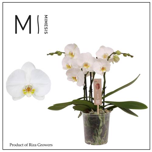Phal.3-R weiss Spirit T12 H045