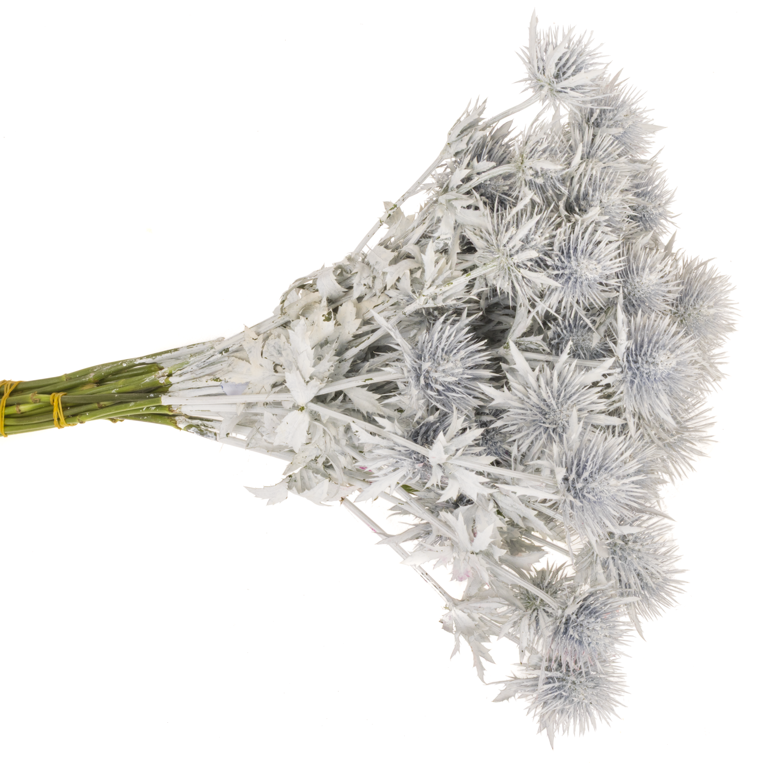 Distel weiss gefärbt Magnetar 40cm