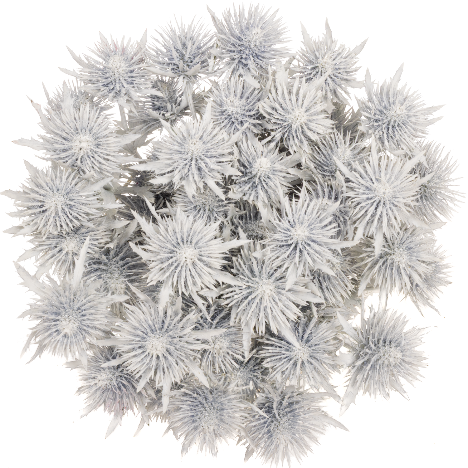 Distel weiss gefärbt Magnetar 40cm