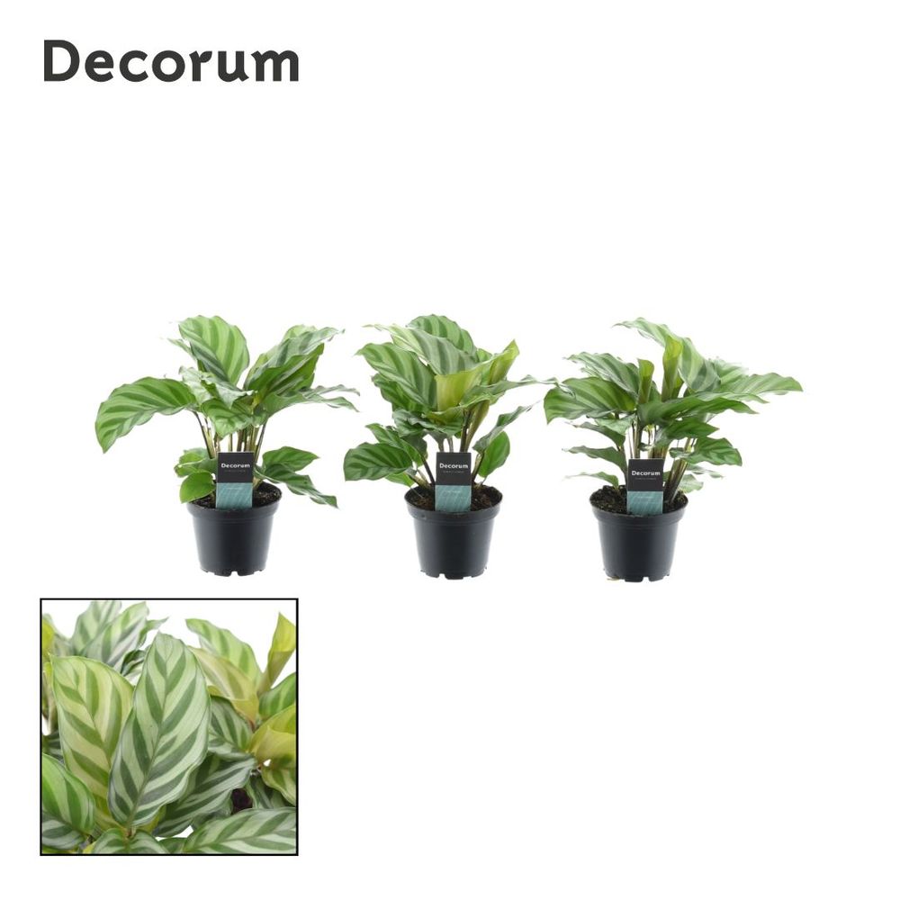Calathea Freddie T07 H15