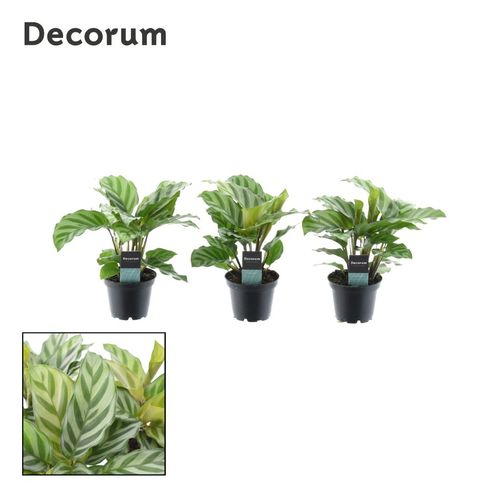Calathea Freddie T07 H15