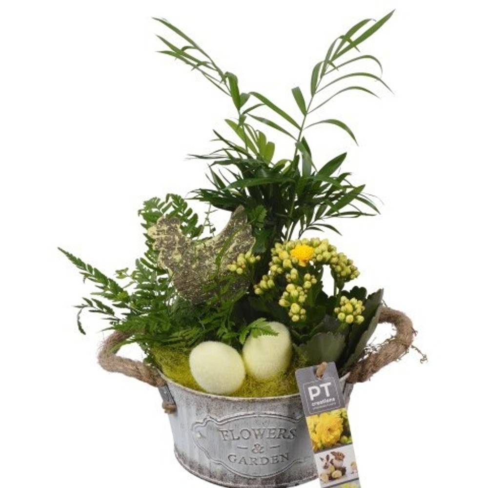 Chamaed.Arr PTPB6448 Ostern T16 H033