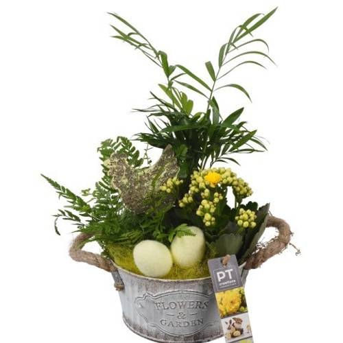 Chamaed.Arr PTPB6448 Ostern T16 H033