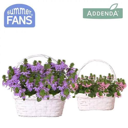 Scaevola mix im Duomand twins T24 H025