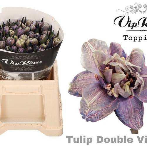 Tulpe Lila gefärbt Double Violet 32 Gramm