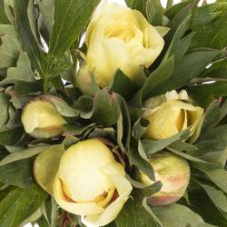 Pfingstrose creme Batzella 50cm