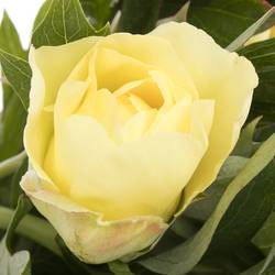 Pfingstrose creme Batzella 50cm