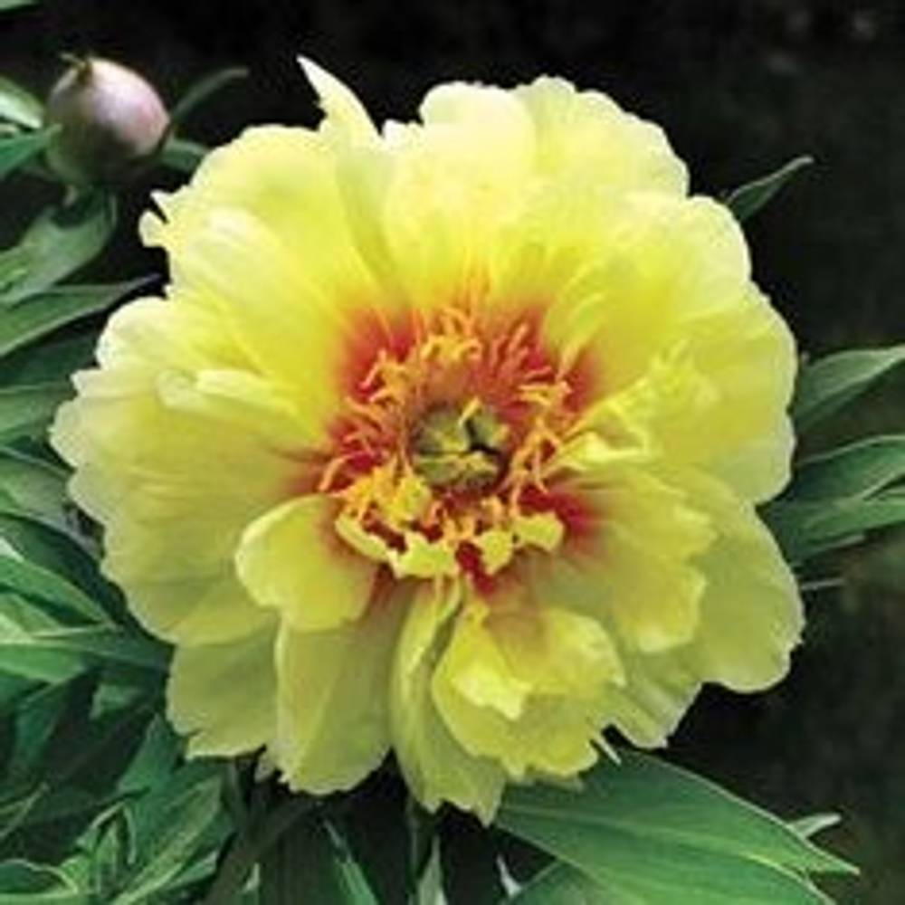 Pfingstrose creme Batzella 50cm