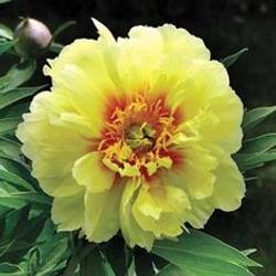 Pfingstrose creme Batzella 50cm