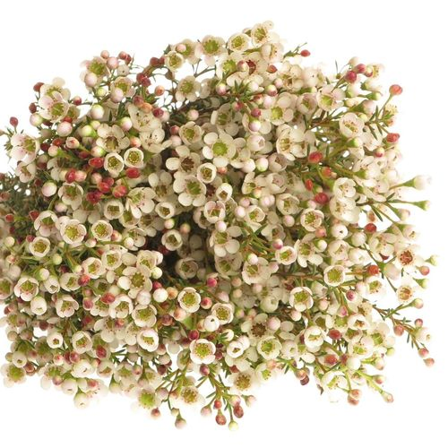Wachsflower weiss Maya 23 Gramm 50cm