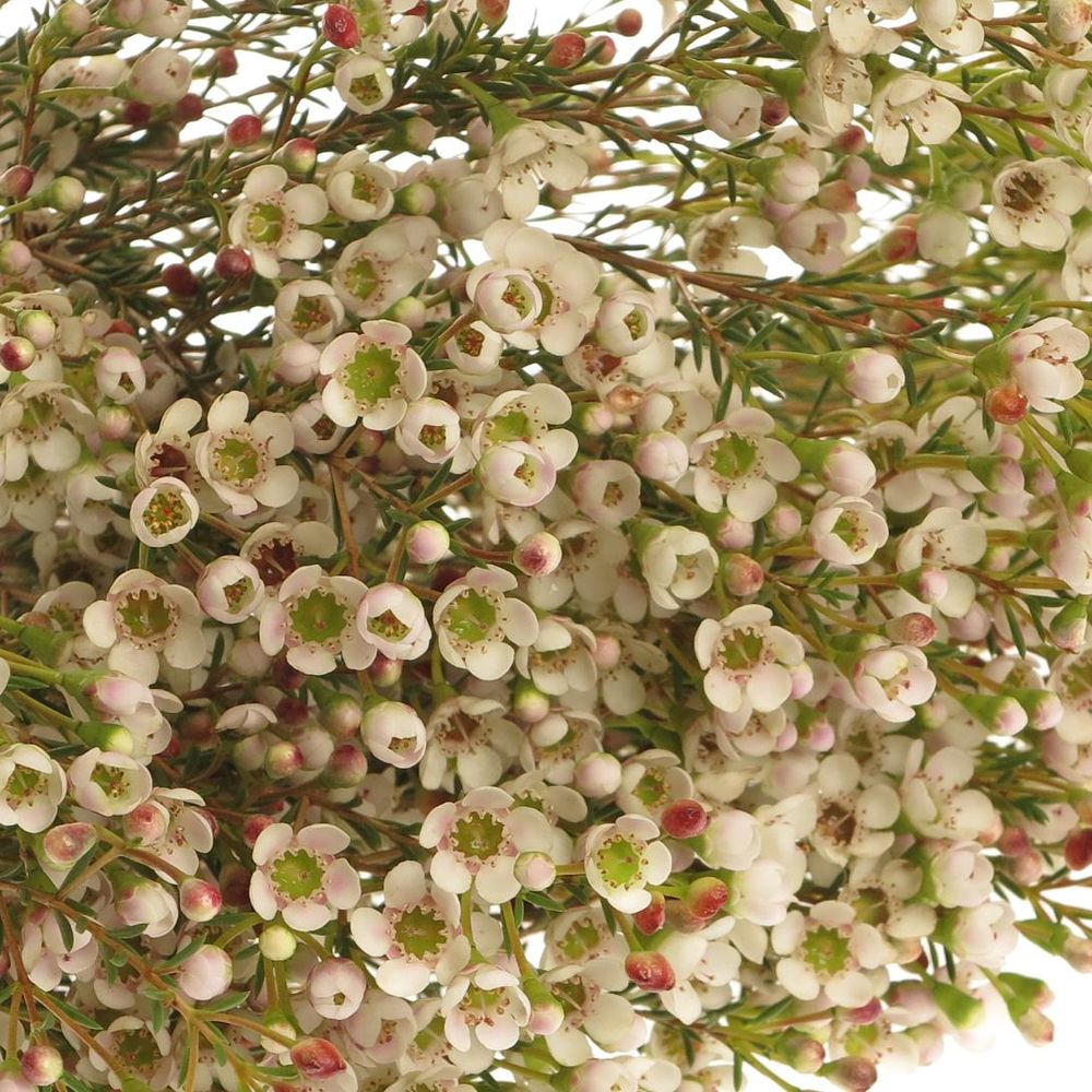 Wachsflower weiss Maya 23 Gramm 50cm