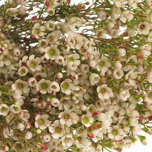 Wachsflower weiss Maya 23 Gramm 50cm