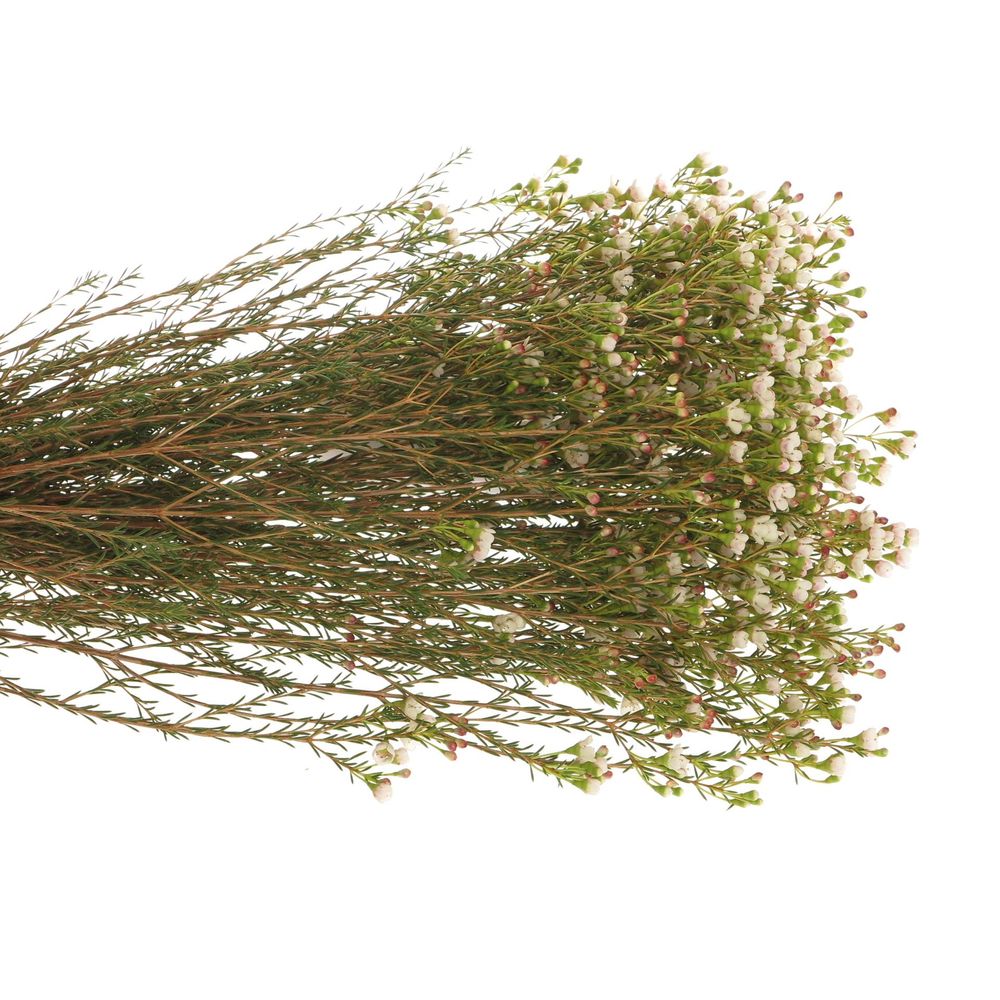 Wachsflower weiss Maya 23 Gramm 50cm