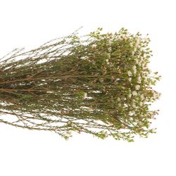 Wachsflower weiss Maya 23 Gramm 50cm