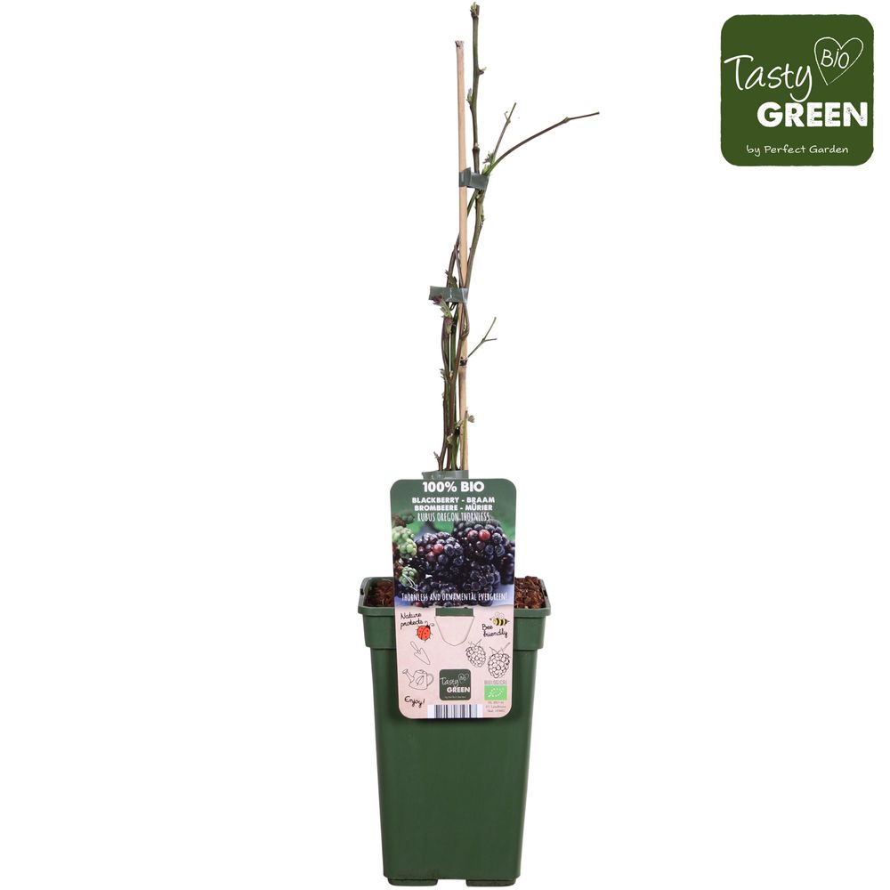 Bio Brombeere ohne Dornen T19 H70