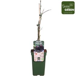 Bio Brombeere ohne Dornen T19 H70